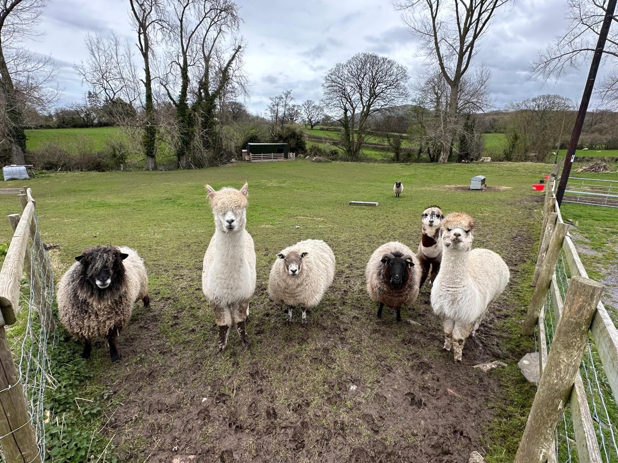 Dwylig Isa Holiday Cottages Rhuddlan Kültér fotó